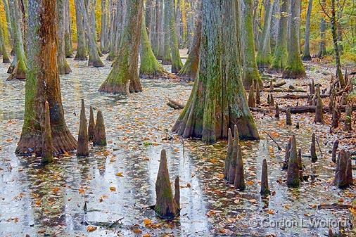 Cypress Swamp_25115.jpg - Photographed along the Natchez Trace Parkway in Mississippi, USA.